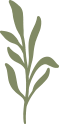 Green leafy sprigs on a white background