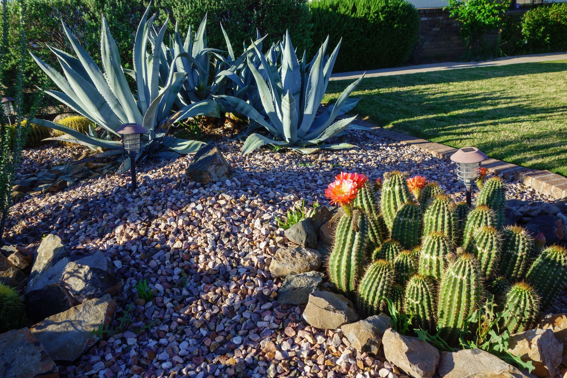 Desert garden with agave, cactus, gravel, and bright red flowers in sunlight