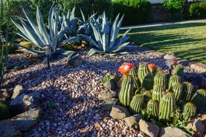 Desert garden with agave, cactus, gravel, and bright red flowers in sunlight
