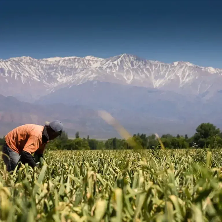 Un agricultor con chaqueta naranja cuida un campo verde con montañas nevadas al fondo.