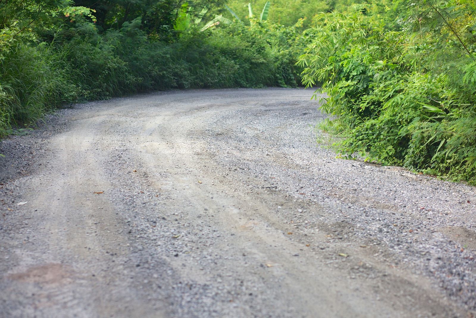 Curving gravel road bordered by dense green trees and shrubs