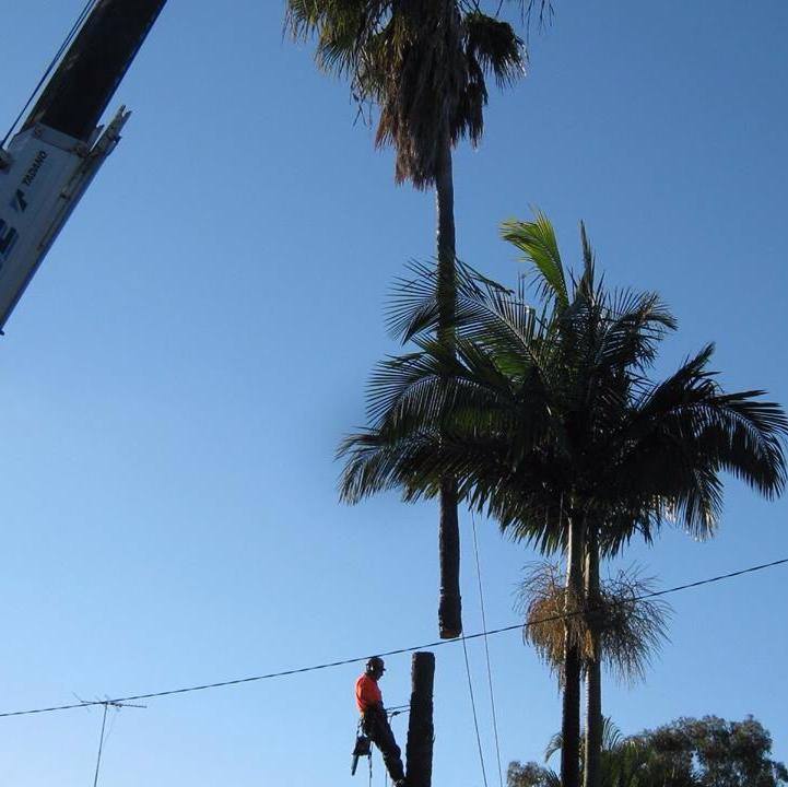 Tree Services Arborists & Tree Loppers