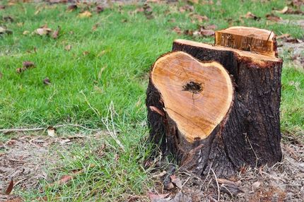 Tree Stump — George's Tree Services in South Grafton, NSW