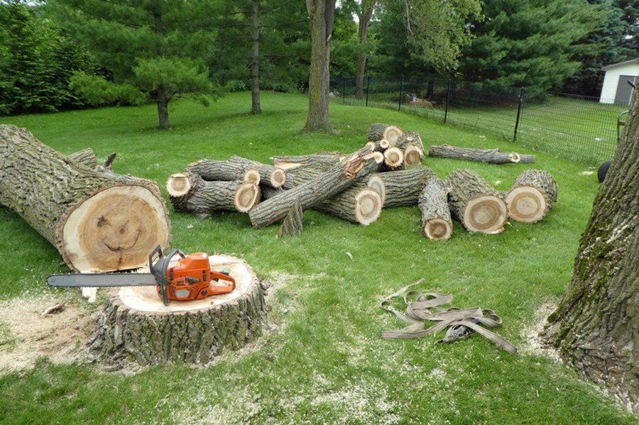 Stump And Tree Trunk And Branches — George's Tree Services in South Grafton, NSW