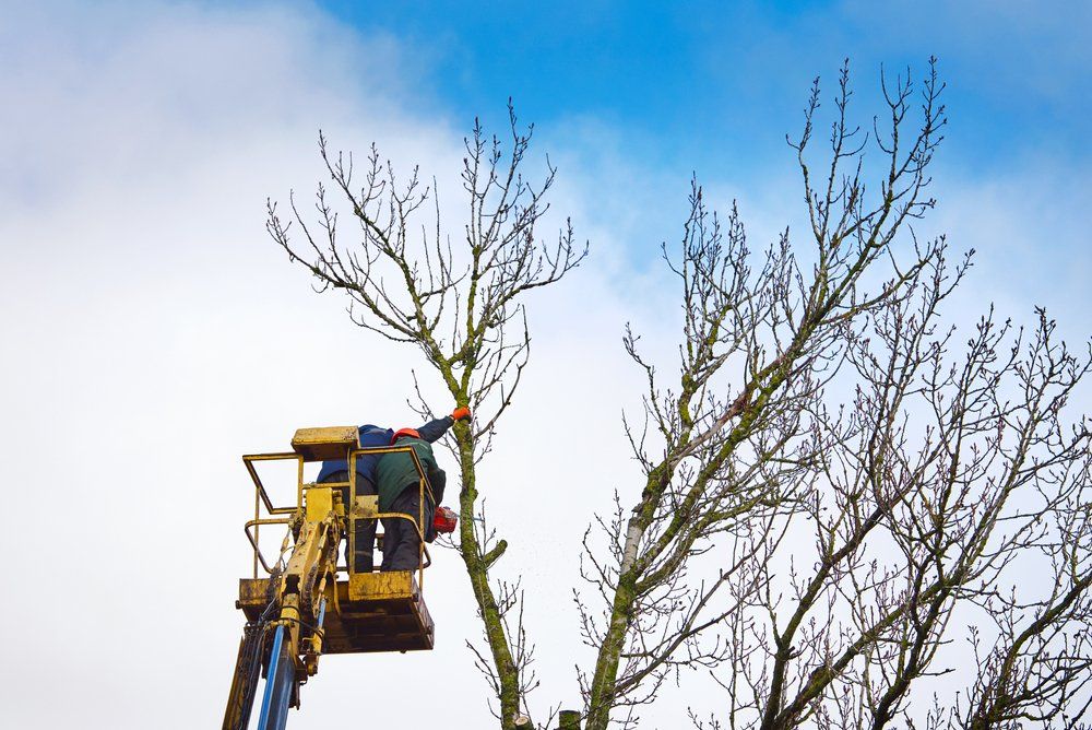 Worker In Truck Tower Basket Cutting Branches — George's Tree Services in South Grafton, NSW