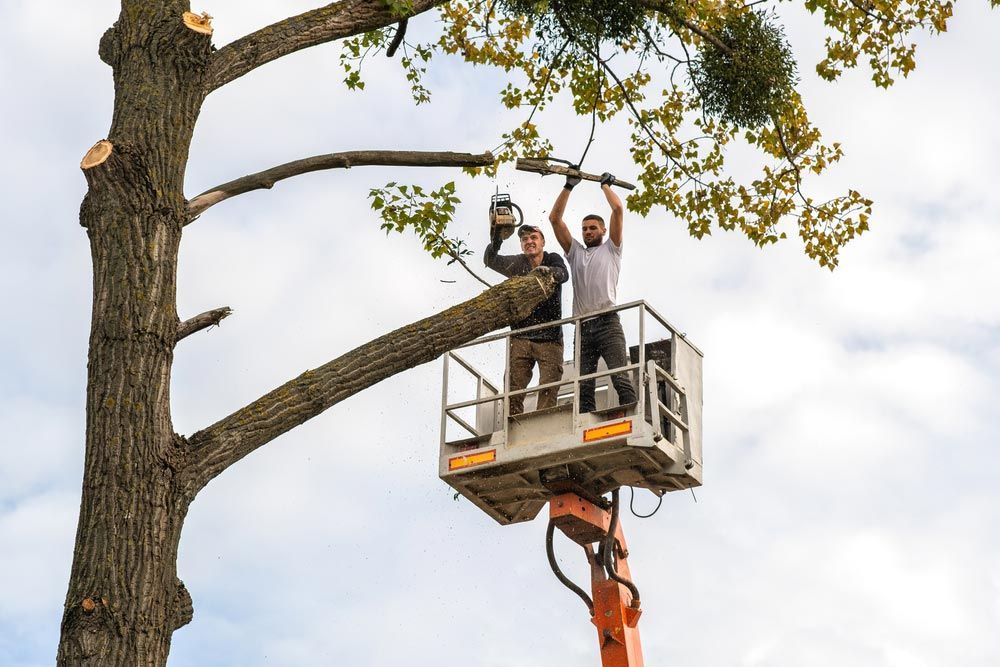 Two Men Are Standing in a Crane Cutting a Tree — George's Tree Services in Glenn Innes, NSW