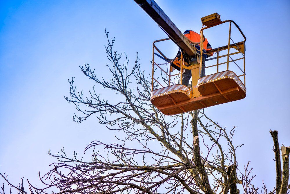 Tree Pruning And Sawing — George's Tree Services in South Grafton, NSW