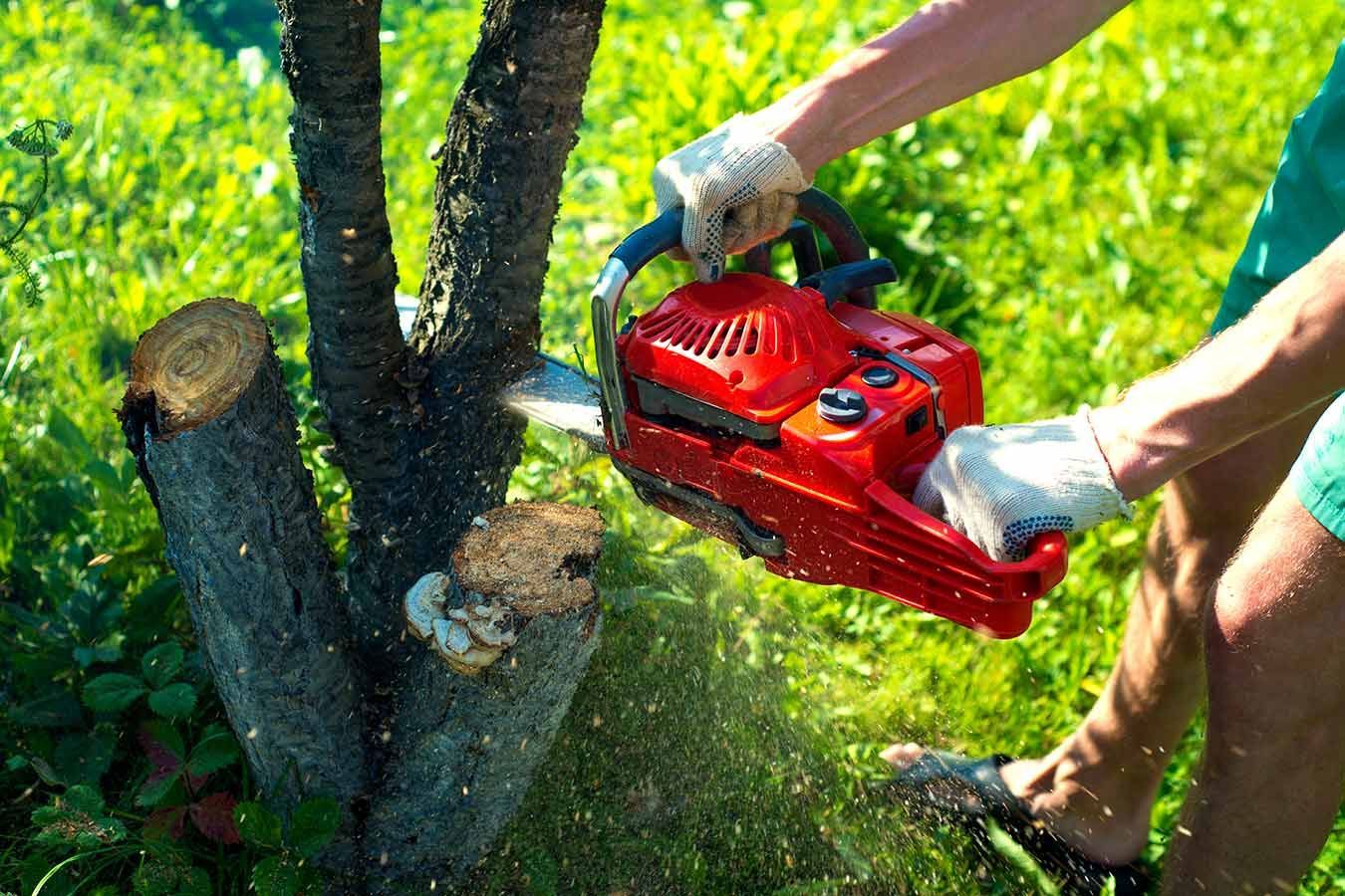 A Person is Cutting a Tree With a Chainsaw — George's Tree Services in Woolgoolga, NSW