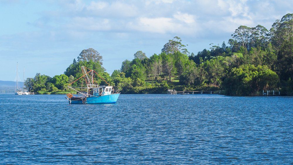 Maclean NSW — George's Tree Services in Maclean, NSW