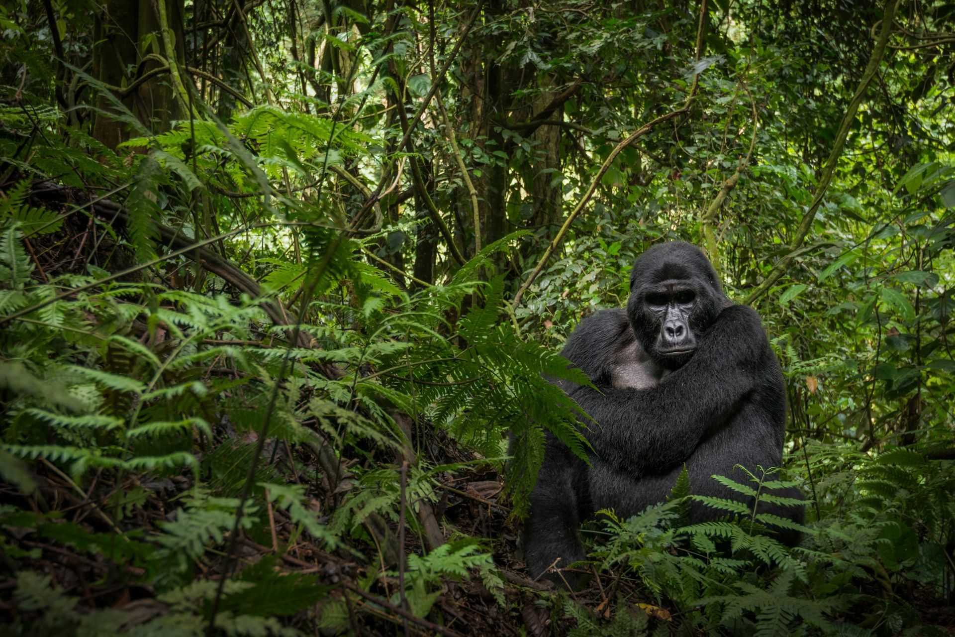 Sanctuary Gorilla Forest Camp