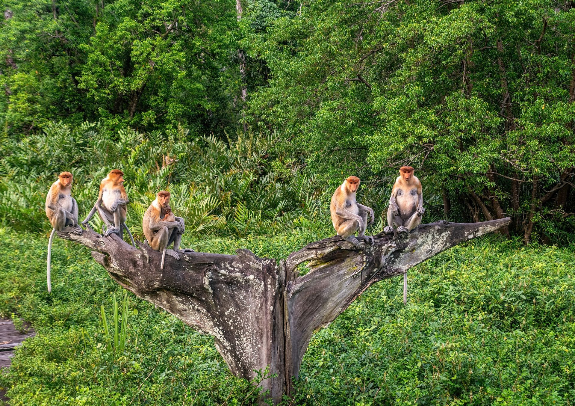 BORNEO