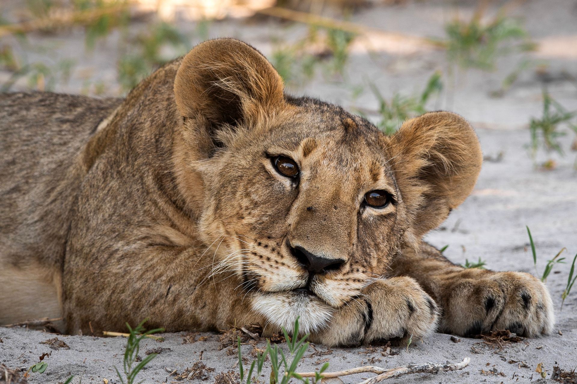 BOTSWANA