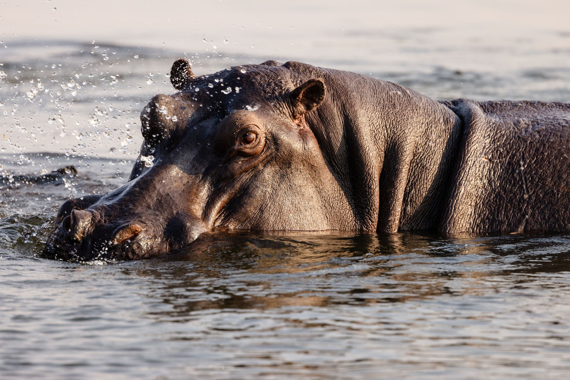 RIVER SAFARIS