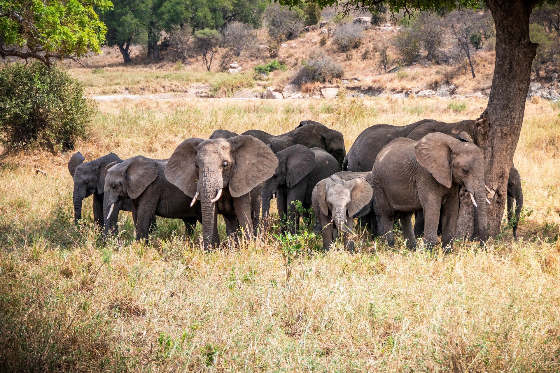 Tanzania