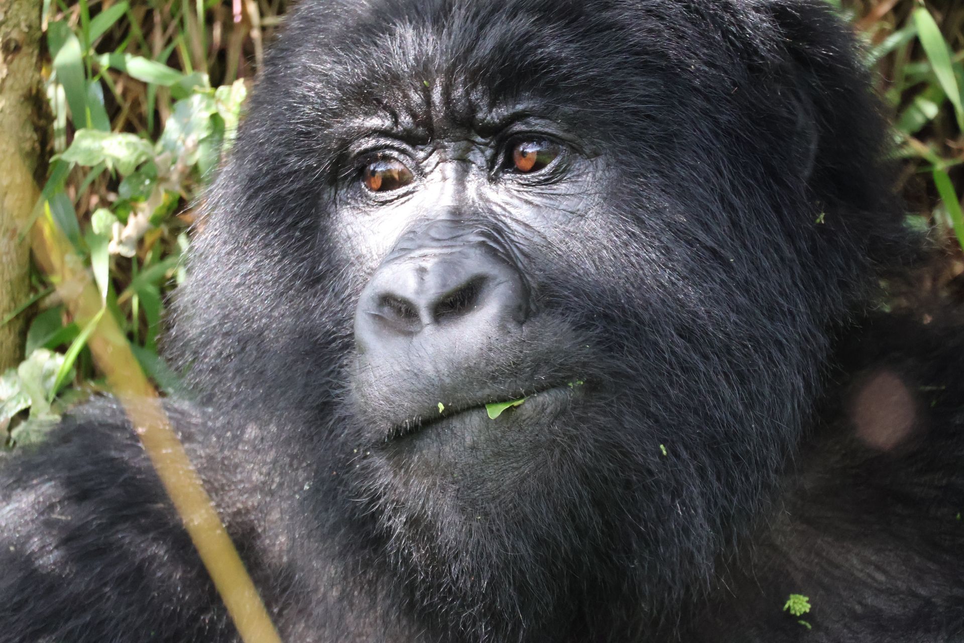 UGANDA