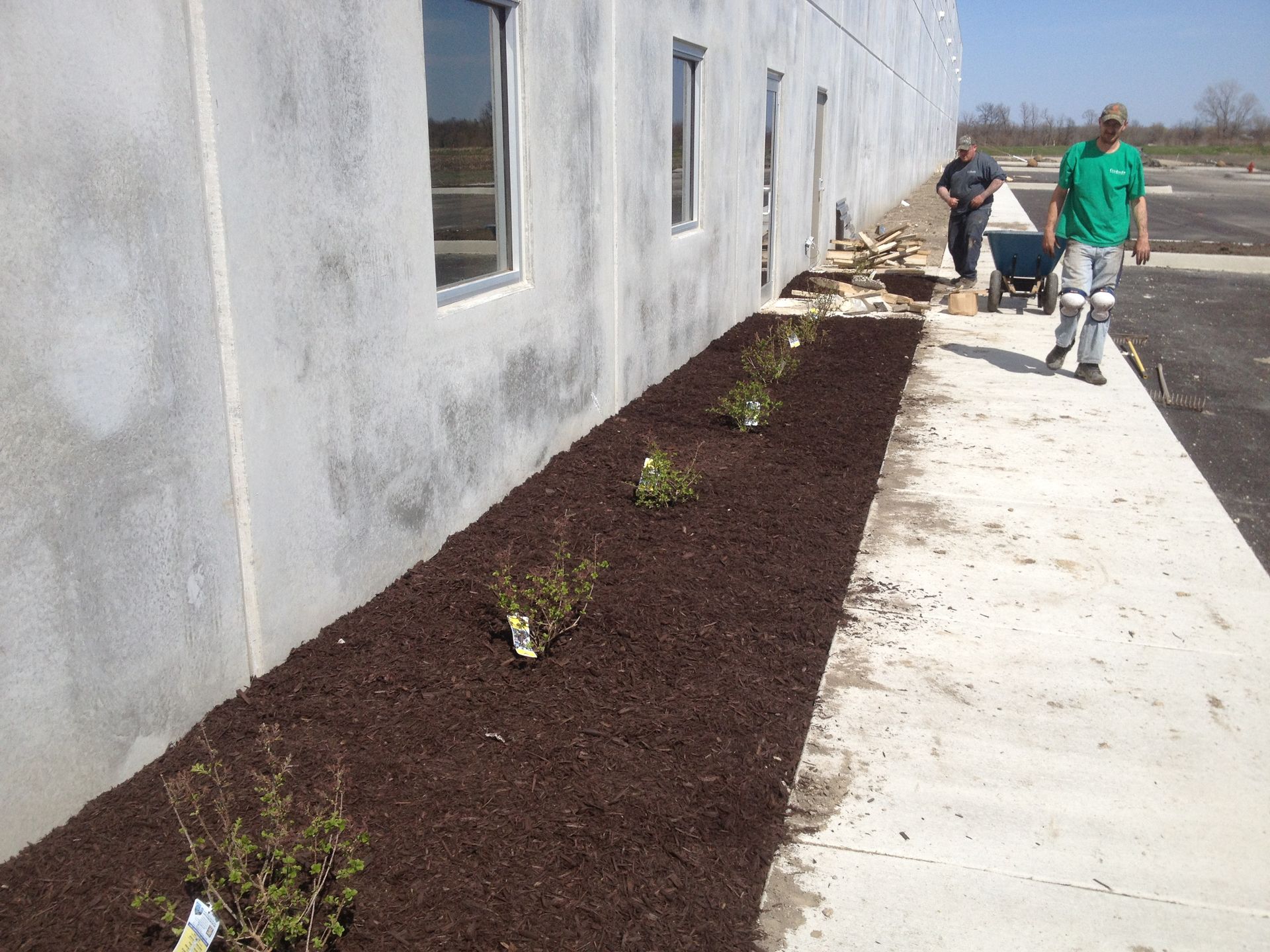 Workers landscaping building's side, placing small plants in dark mulch; concrete sidewalk, bright day.