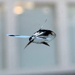 Rock chip repair in East Cobb, GA
