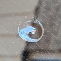 A close up of a bullseye cracked windshield on a glass surface.