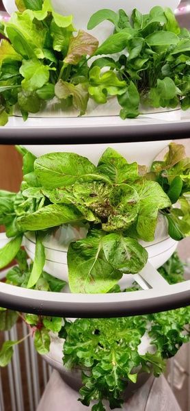 Lettuce Grow Hydroponic Tower