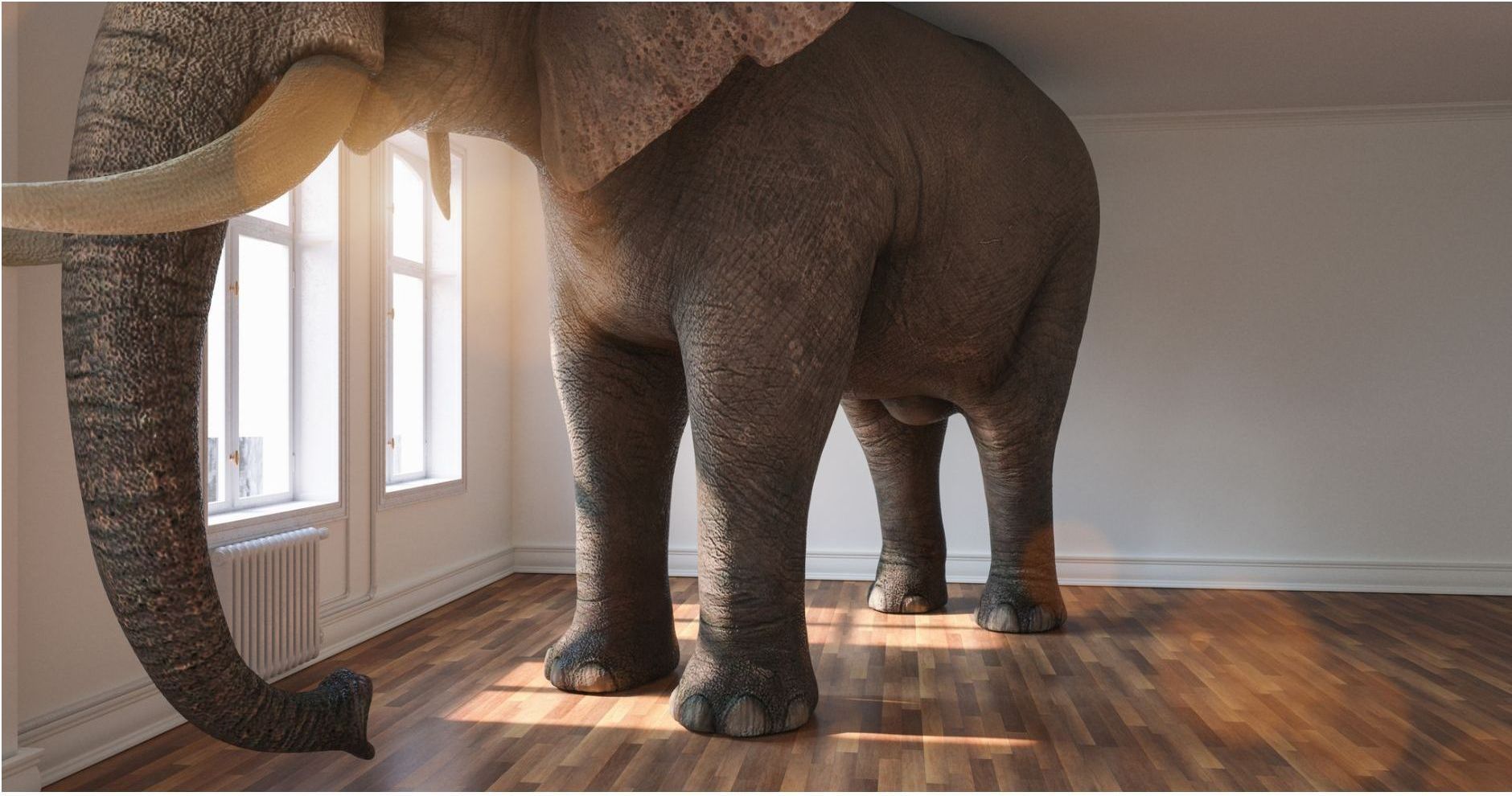 Elephant standing in a sunlit room with wood floors, near windows and a white wall