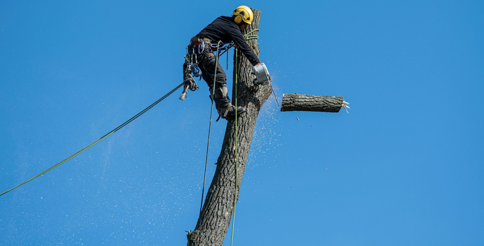Worker pruning a tall tree against a clear blue sky, secured by a rope and wearing a yellow helmet