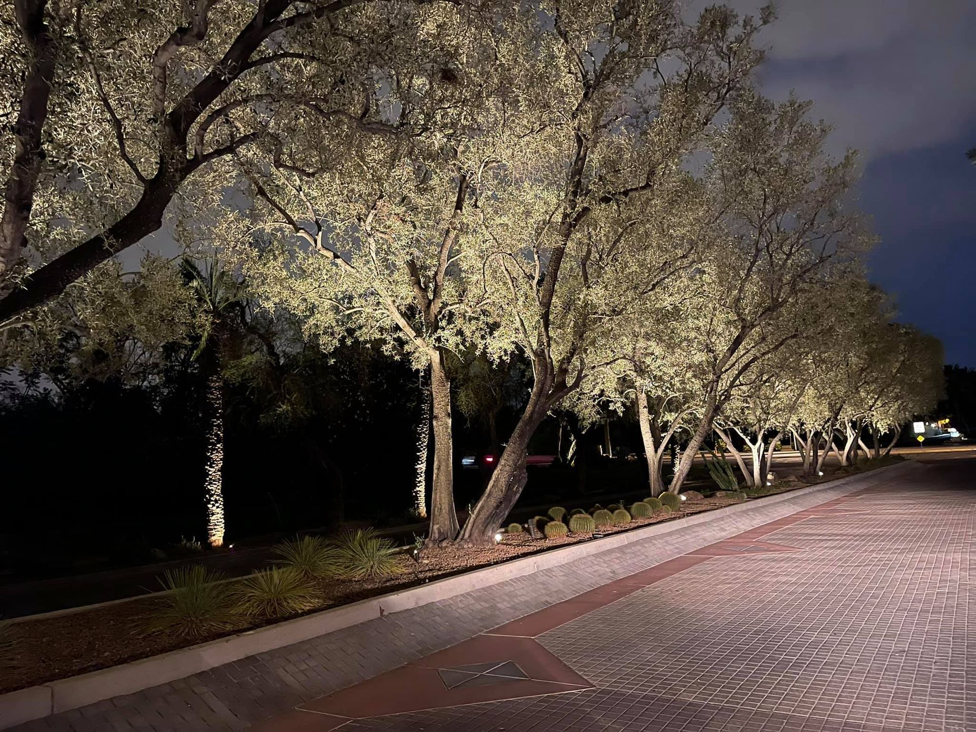 Illuminated trees lining a curving brick-paved path at night