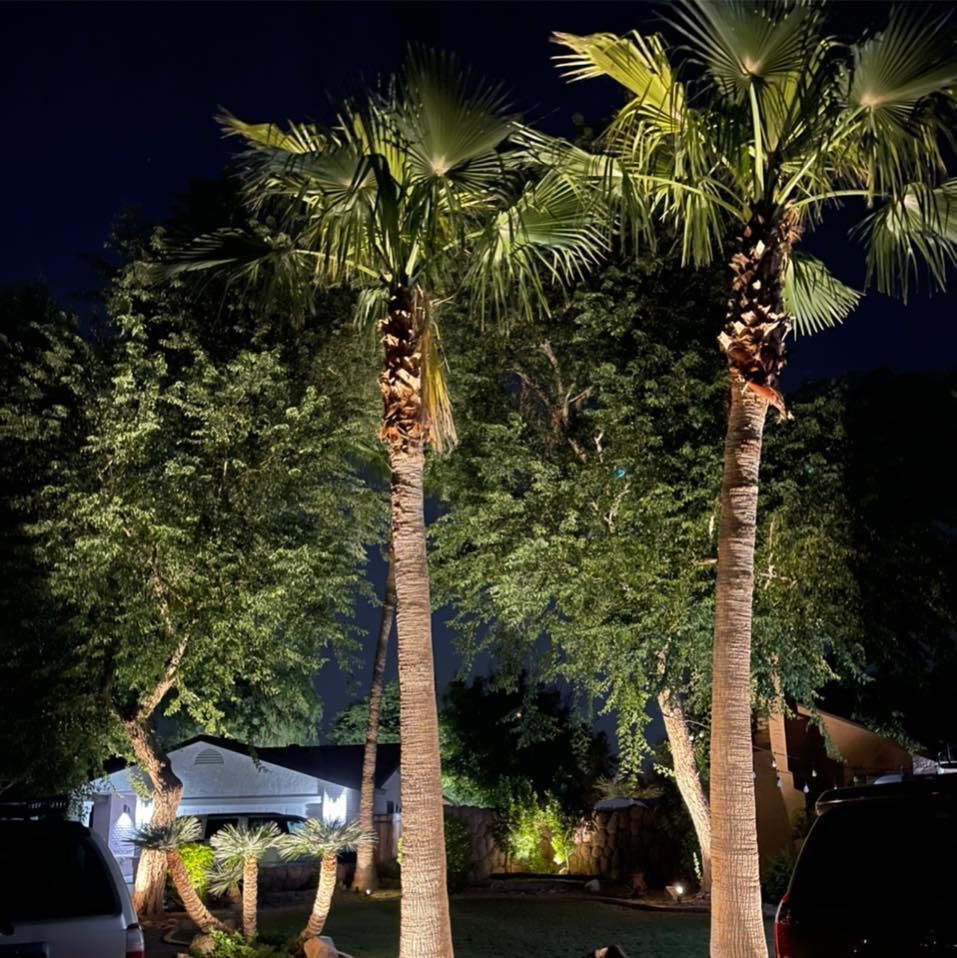 Nighttime view of two illuminated palm trees in a landscaped yard with trees and a house in the background