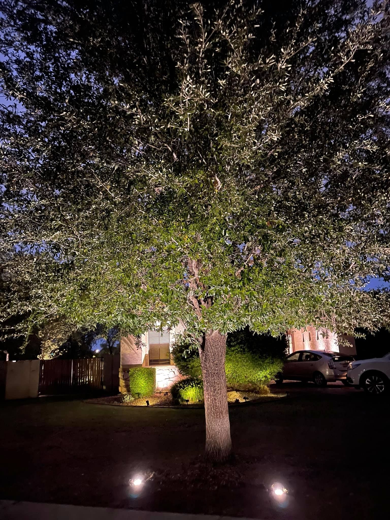 Tree wrapped in white string lights at night in a front yard, with house lights in the background.