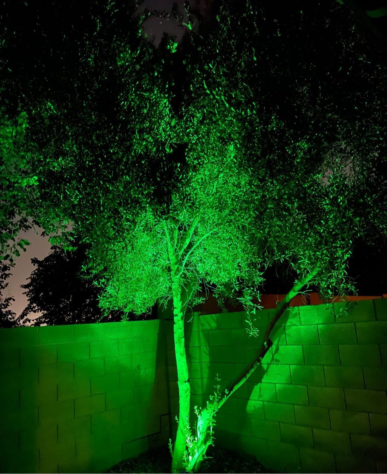 Tree lit bright green beside a brick wall at night