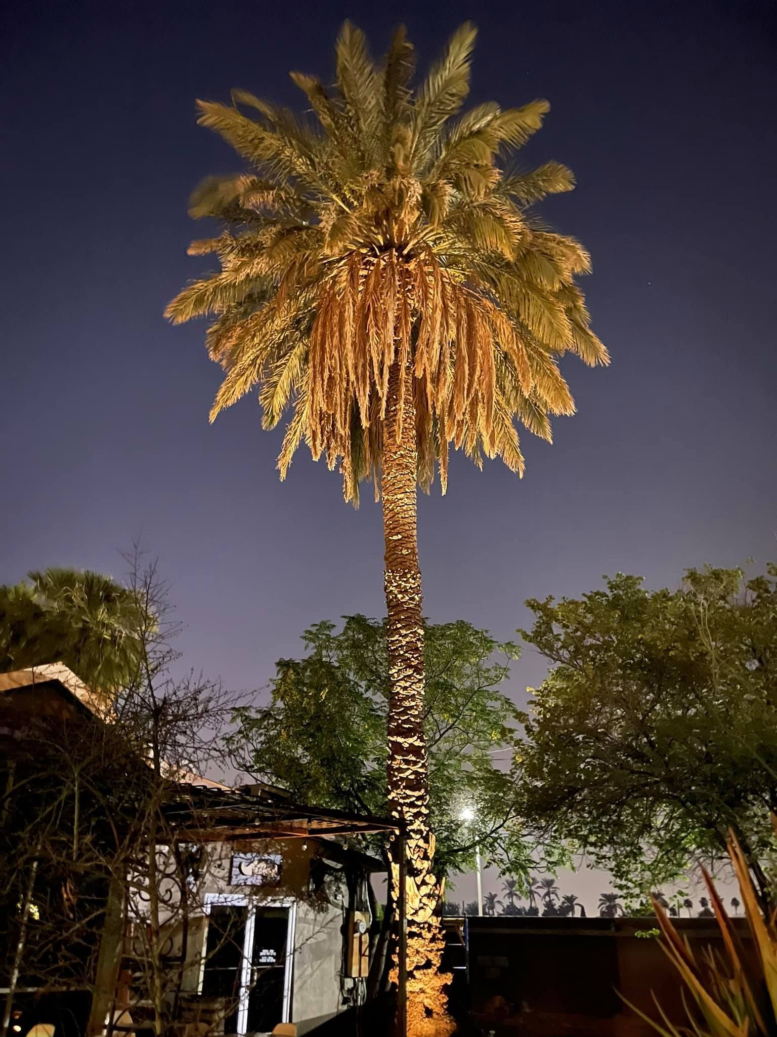 Illuminated palm tree at night in a garden, with warm lights against a dark sky