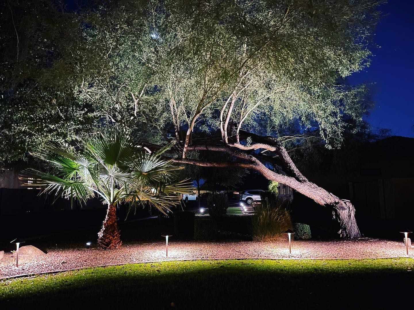 Illuminated trees and palm in a nighttime landscaped yard with driveway lights