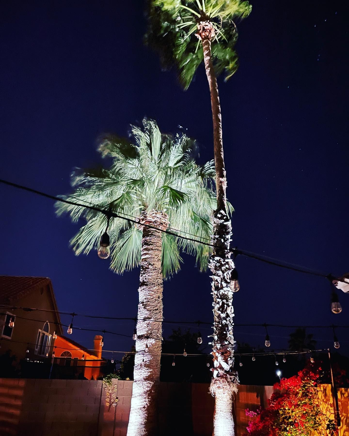 Two palm trees lit at night against a dark sky, with power lines and city lights below