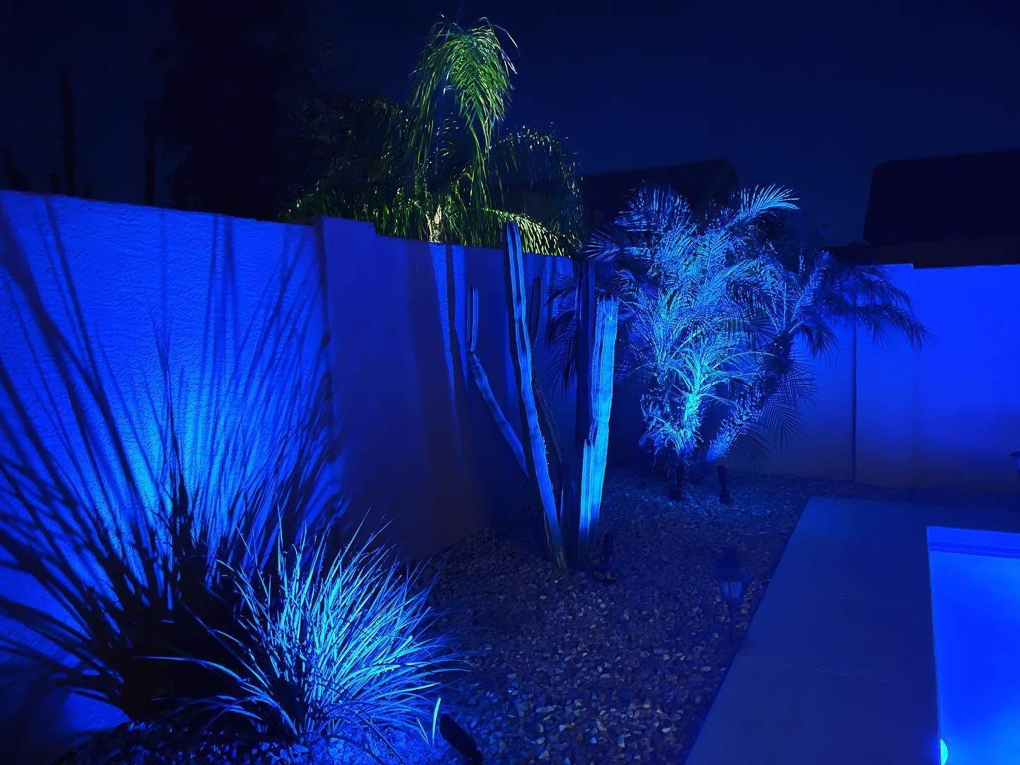 Blue-lit backyard with desert plants and a wall at night