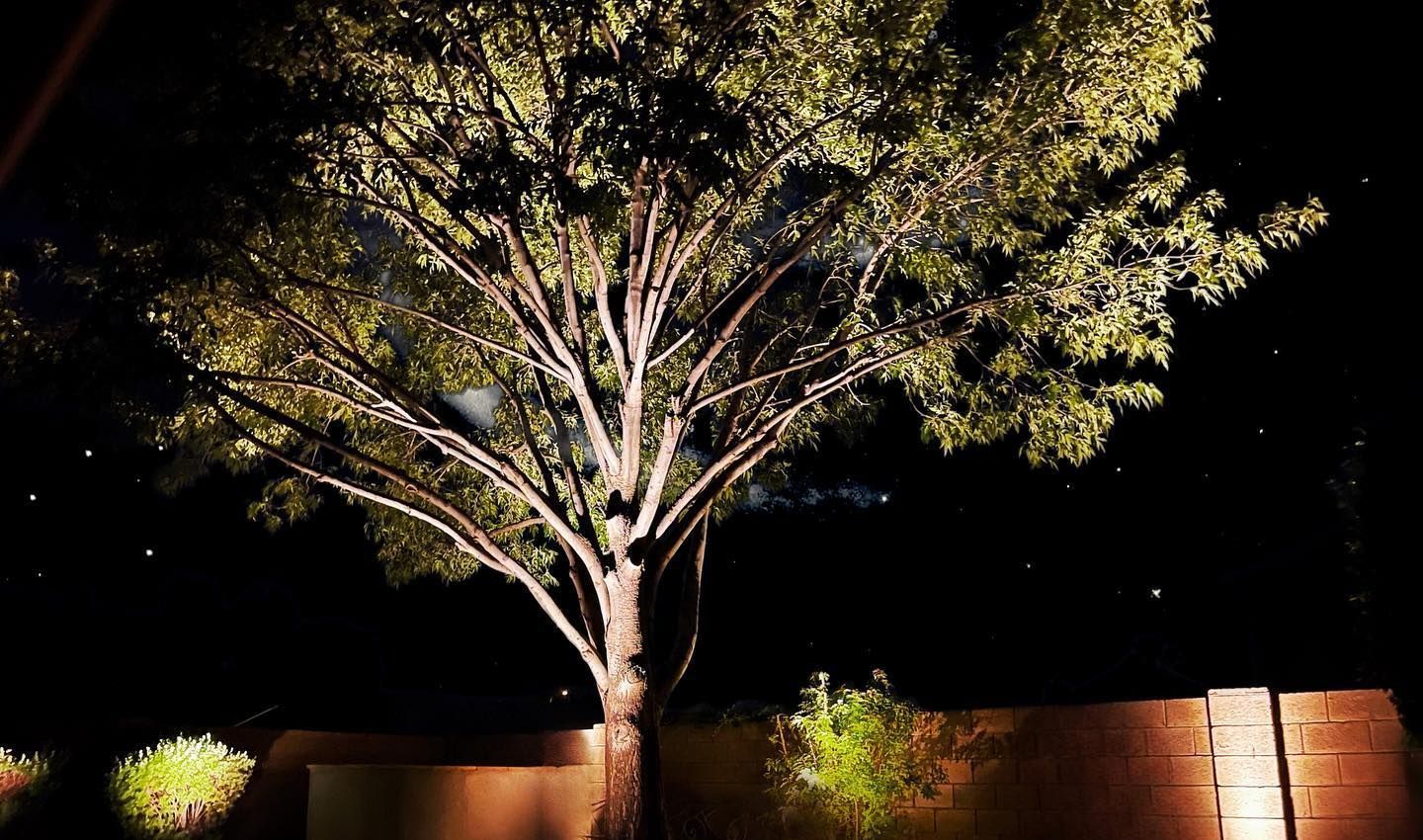 Lit tree at night beside a brick wall, with small shrubs and a dark sky.