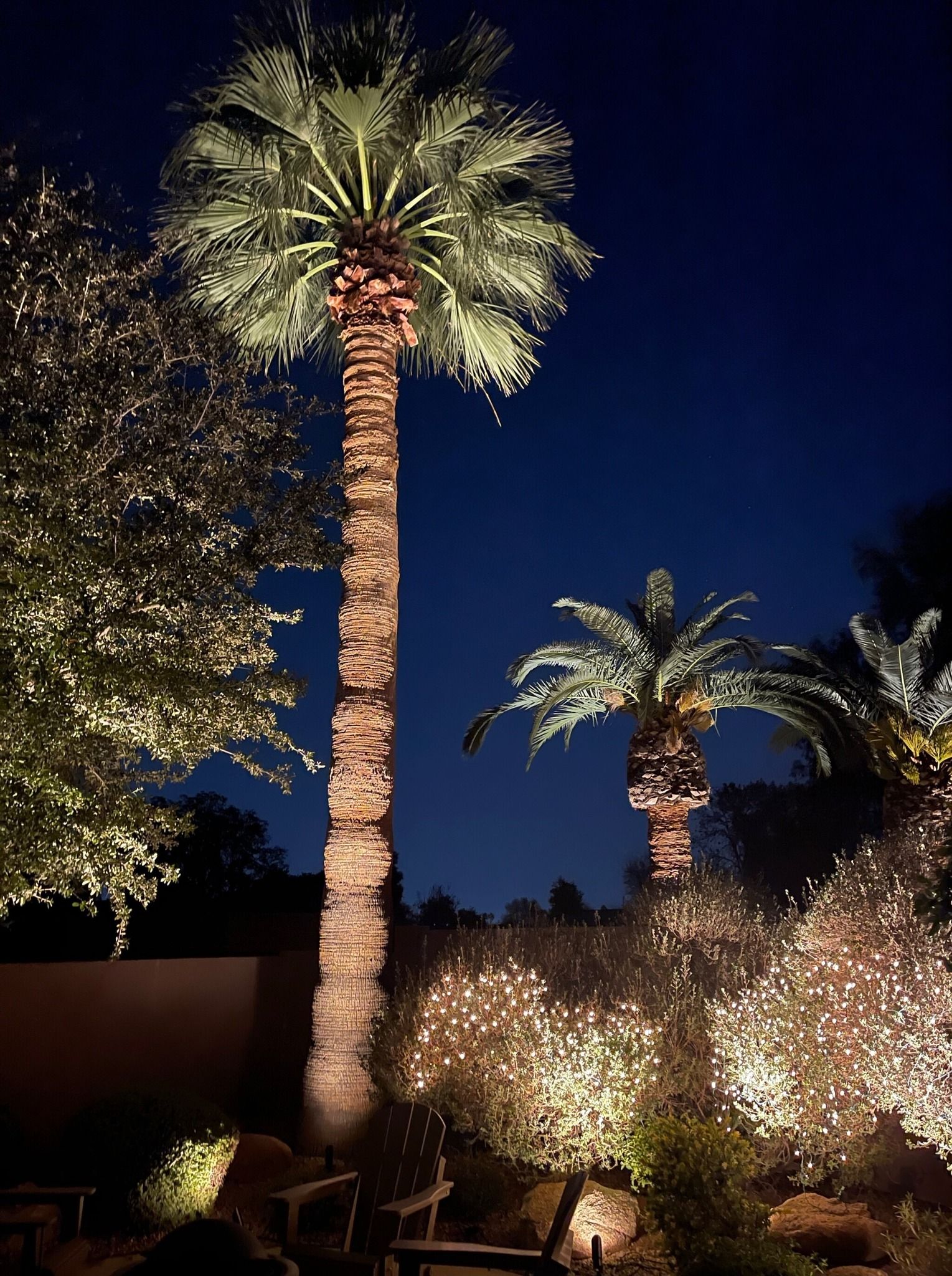 Tall palm trees lit by warm lights against a deep blue night sky in a landscaped garden