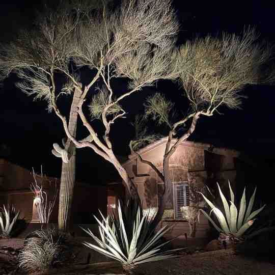 Nighttime desert garden with lit agave plants, leafless trees, and a house in the background