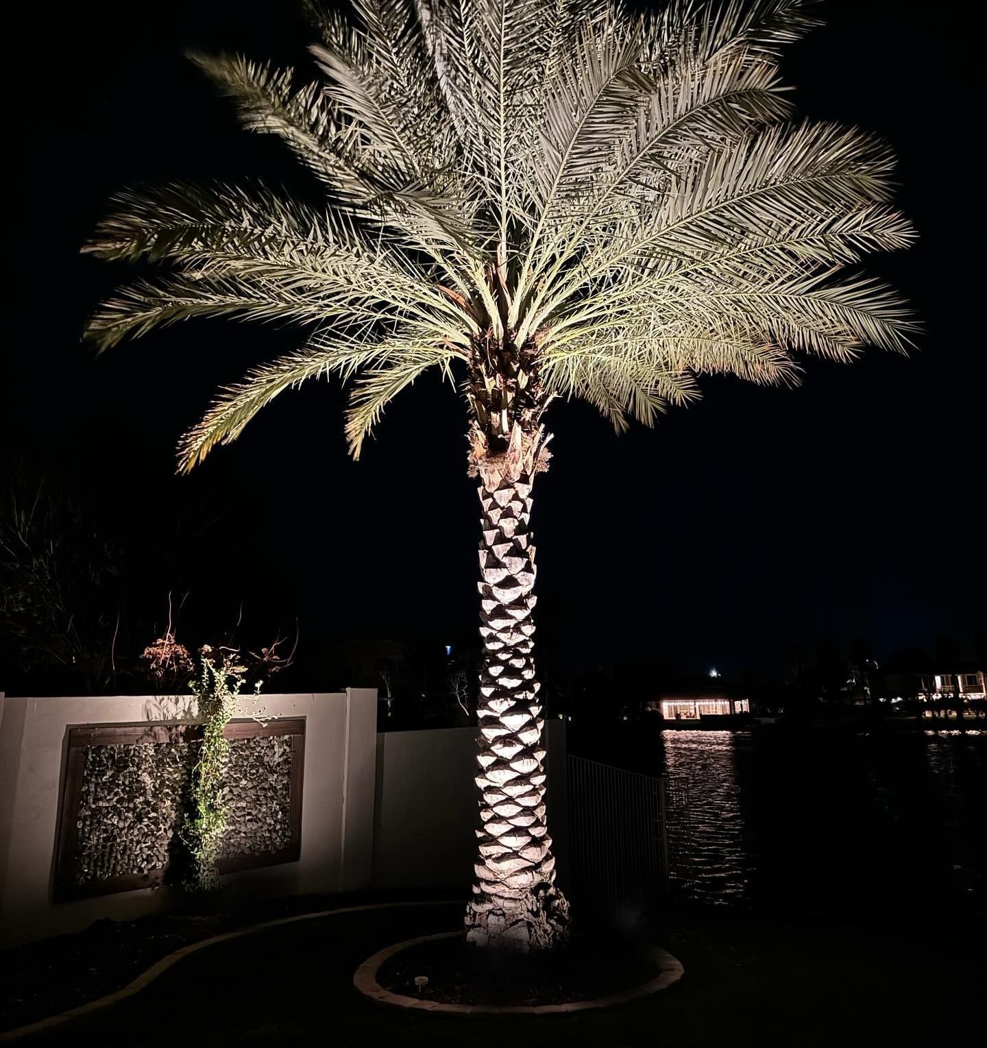 Lit palm tree illuminated at night beside a low wall and water