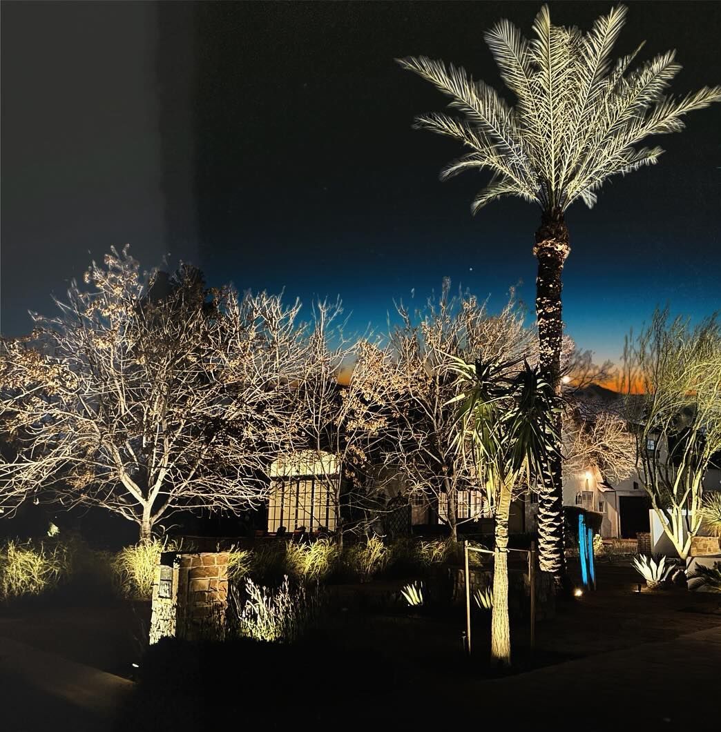Illuminated palm trees and landscaped garden at night against a dark sky