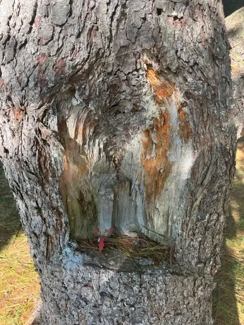 A close up of a tree trunk with a hole in it.