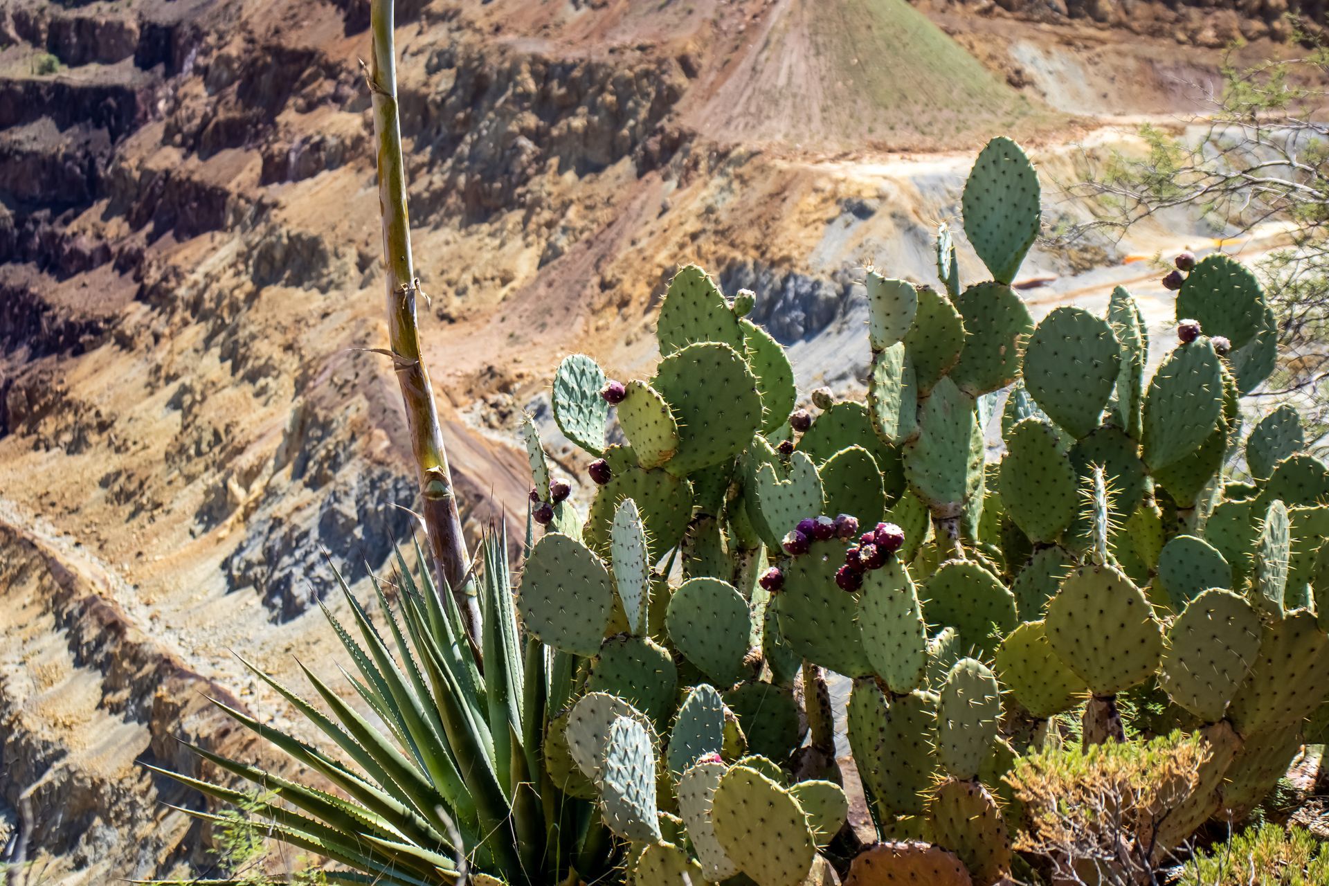 cactus