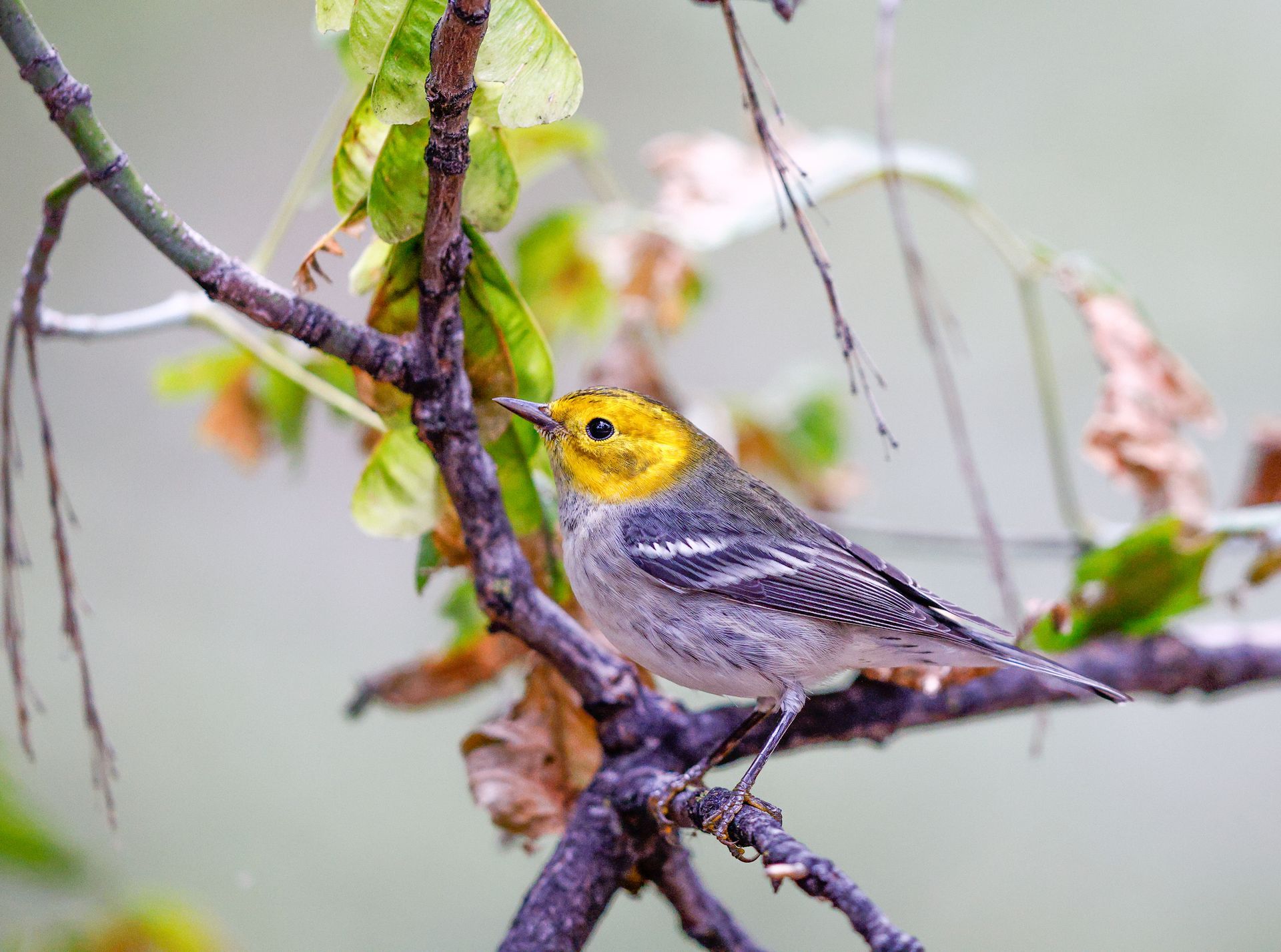 bird