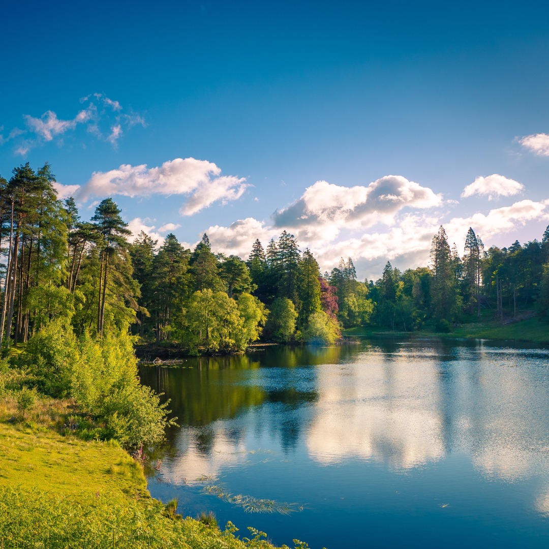 Green scenery with trees and a blue lake. Blue skies reflecting in the water