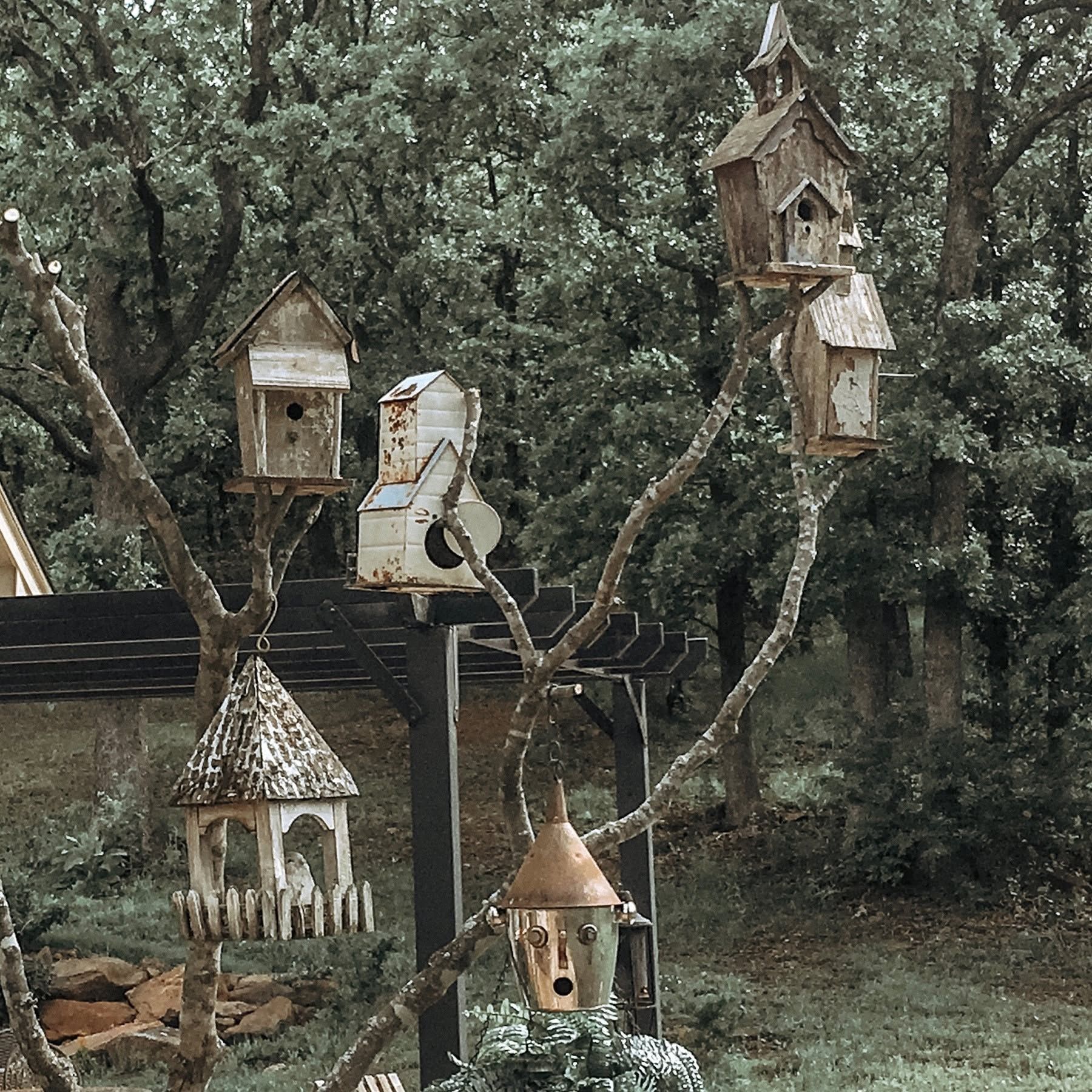Cluster of whimsical birdhouses on tree branches in a wooded yard, in muted earthy tones.