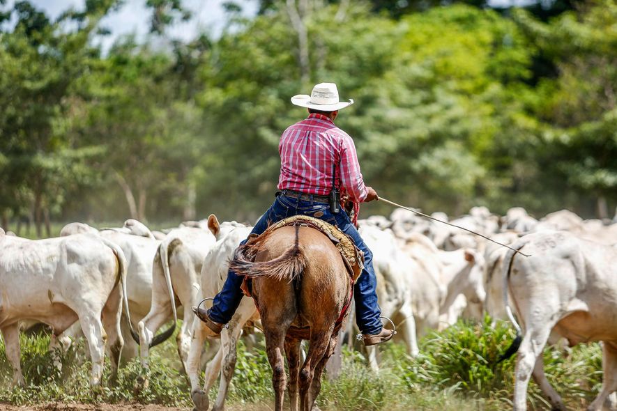 A man is riding a horse in a field with a herd of cows.