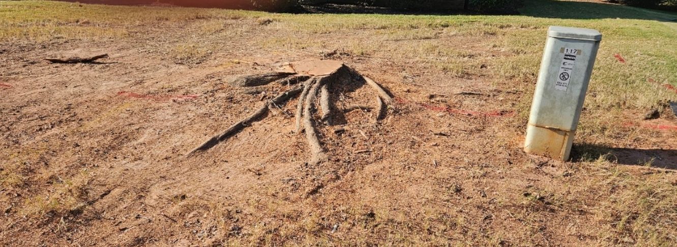 A tree stump and exposed roots in a brown field with a utility pole in the background.