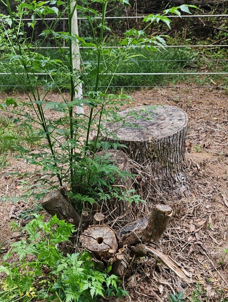 Tree stump with sprouting green plants in a grassy outdoor setting, fence in the background.