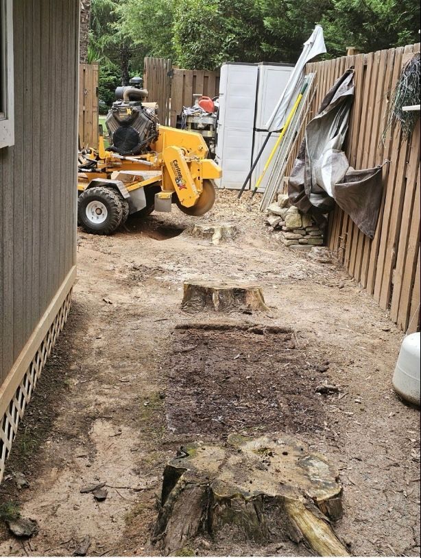 Yellow stump grinder grinding tree stumps in a yard between a building and a wooden fence.