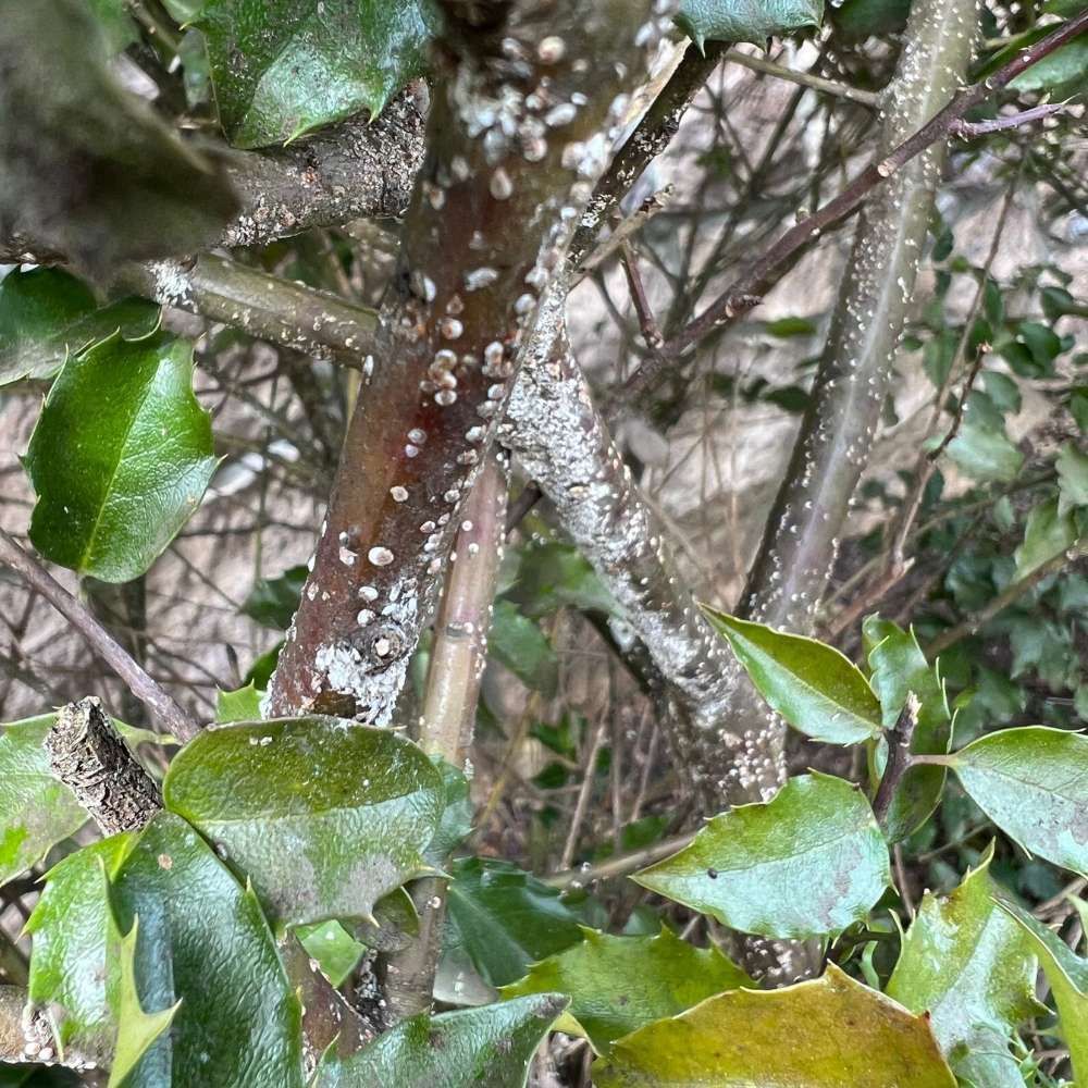A close up of a tree with a lot of white spots on it.