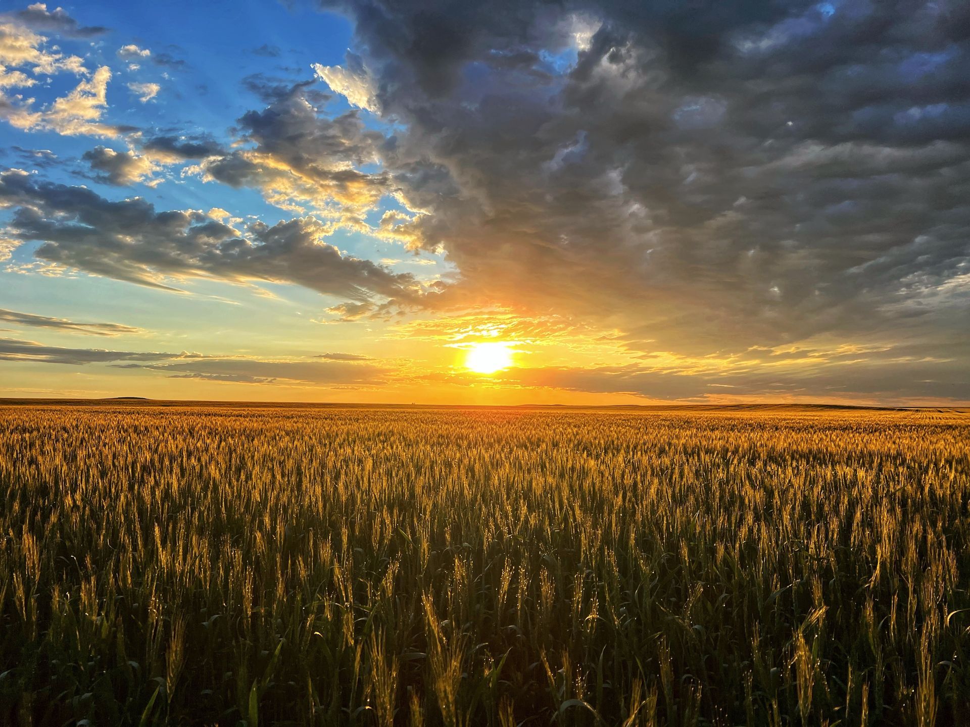 Sunset over a golden wheat field beneath dramatic clouds, with the sun low on the horizon
