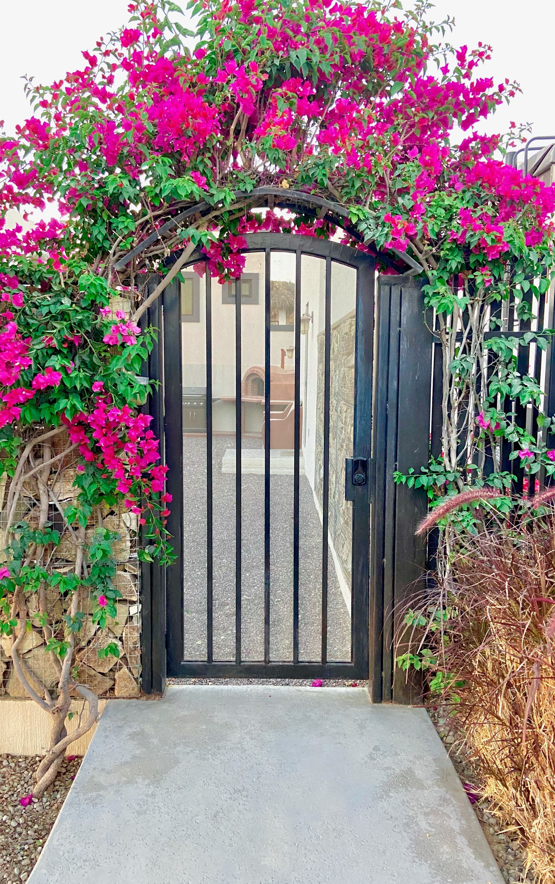 Black metal gate under bright pink bougainvillea arch beside stone walls and a concrete walkway